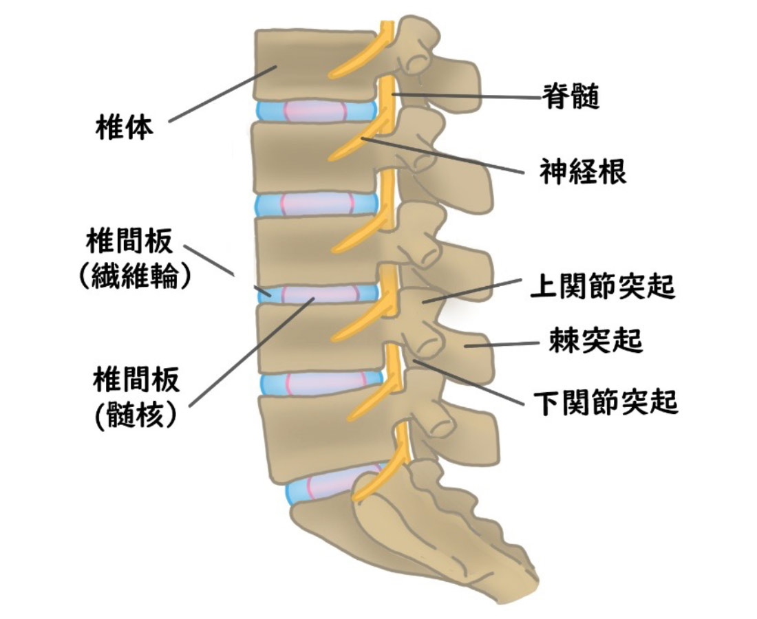 脊椎由来の腰痛
